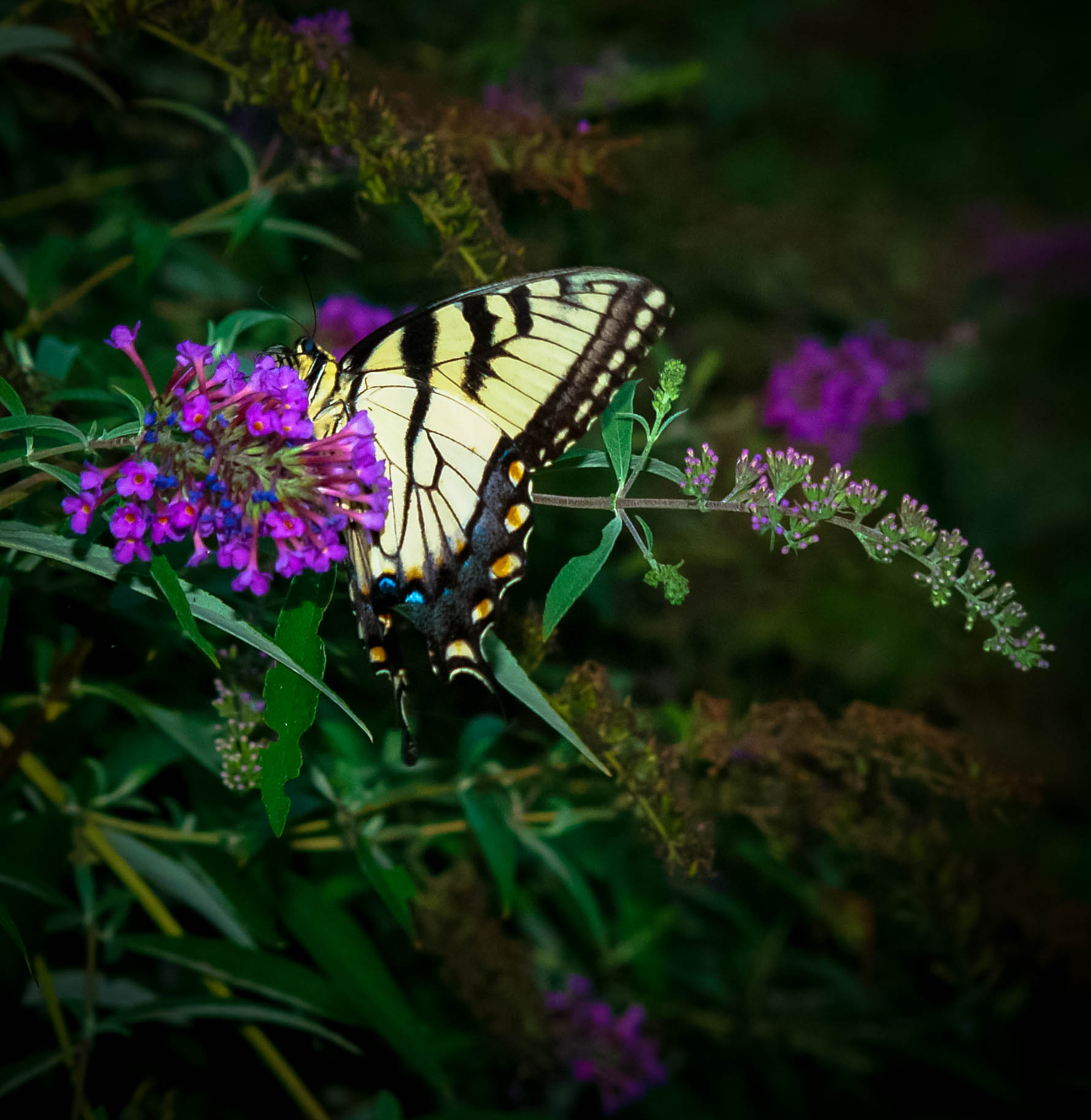 Monarch Butterfly on a Flower.jpg -  by ArturoVazquez