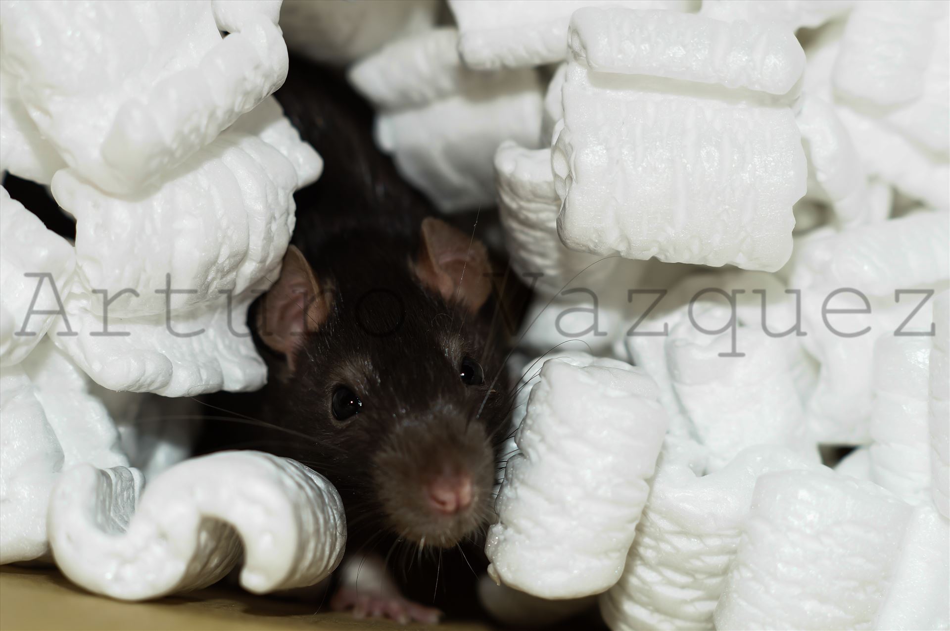 Brown rat in packing peanuts -  by ArturoVazquez