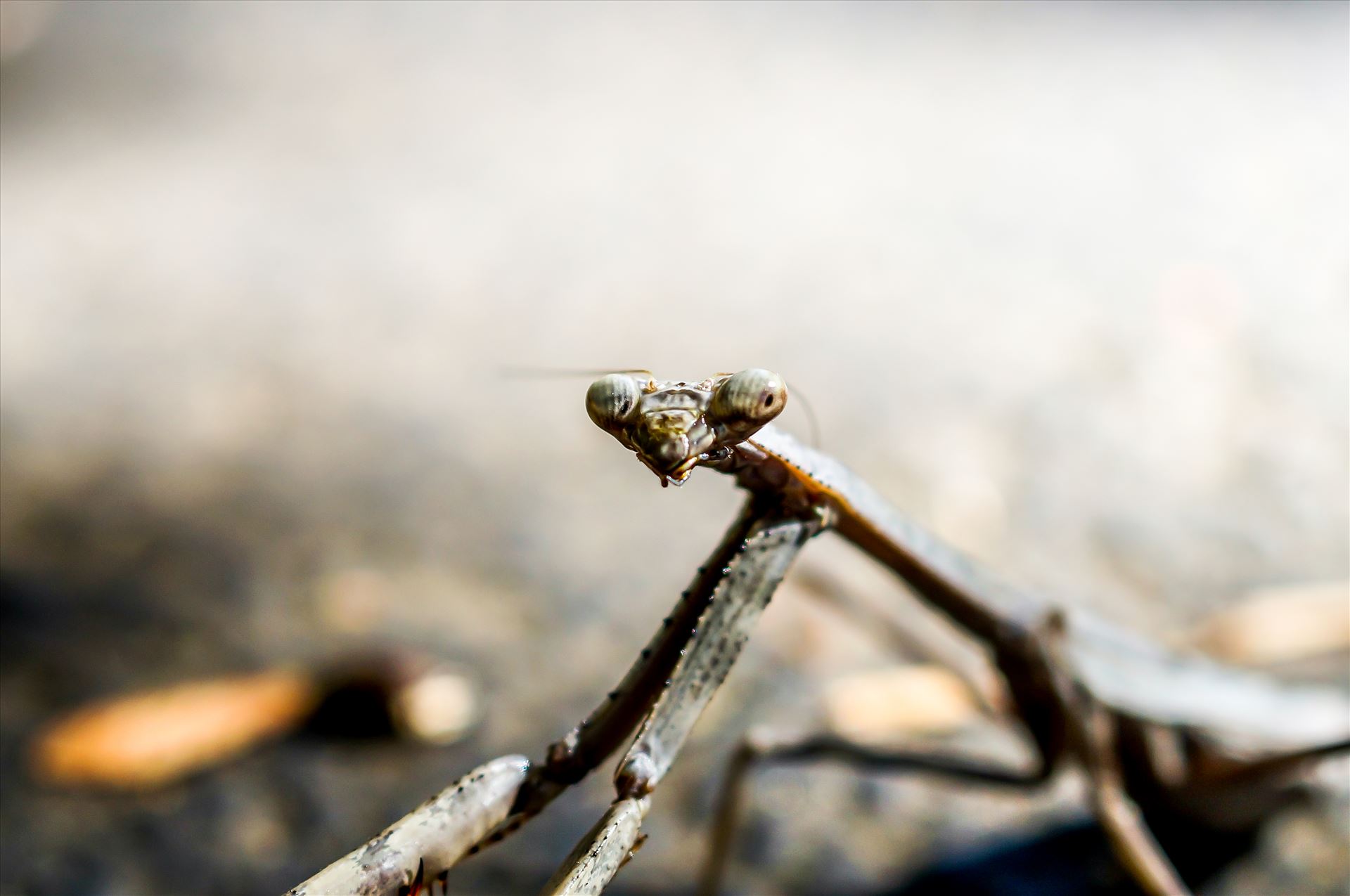 Praying mantis.jpg -  by ArturoVazquez