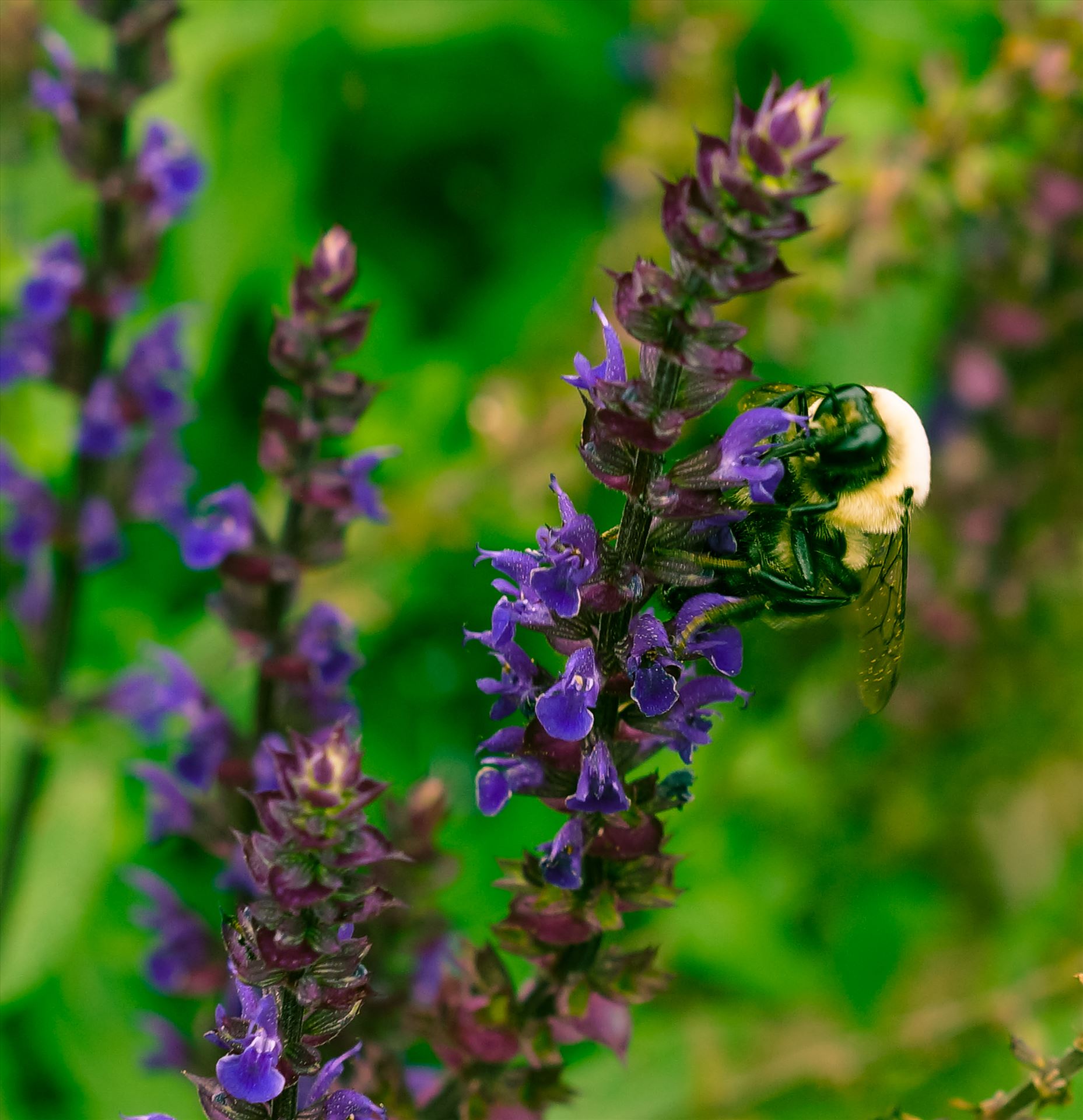 Bumblebee on Purple Flower Stem.jpg -  by ArturoVazquez