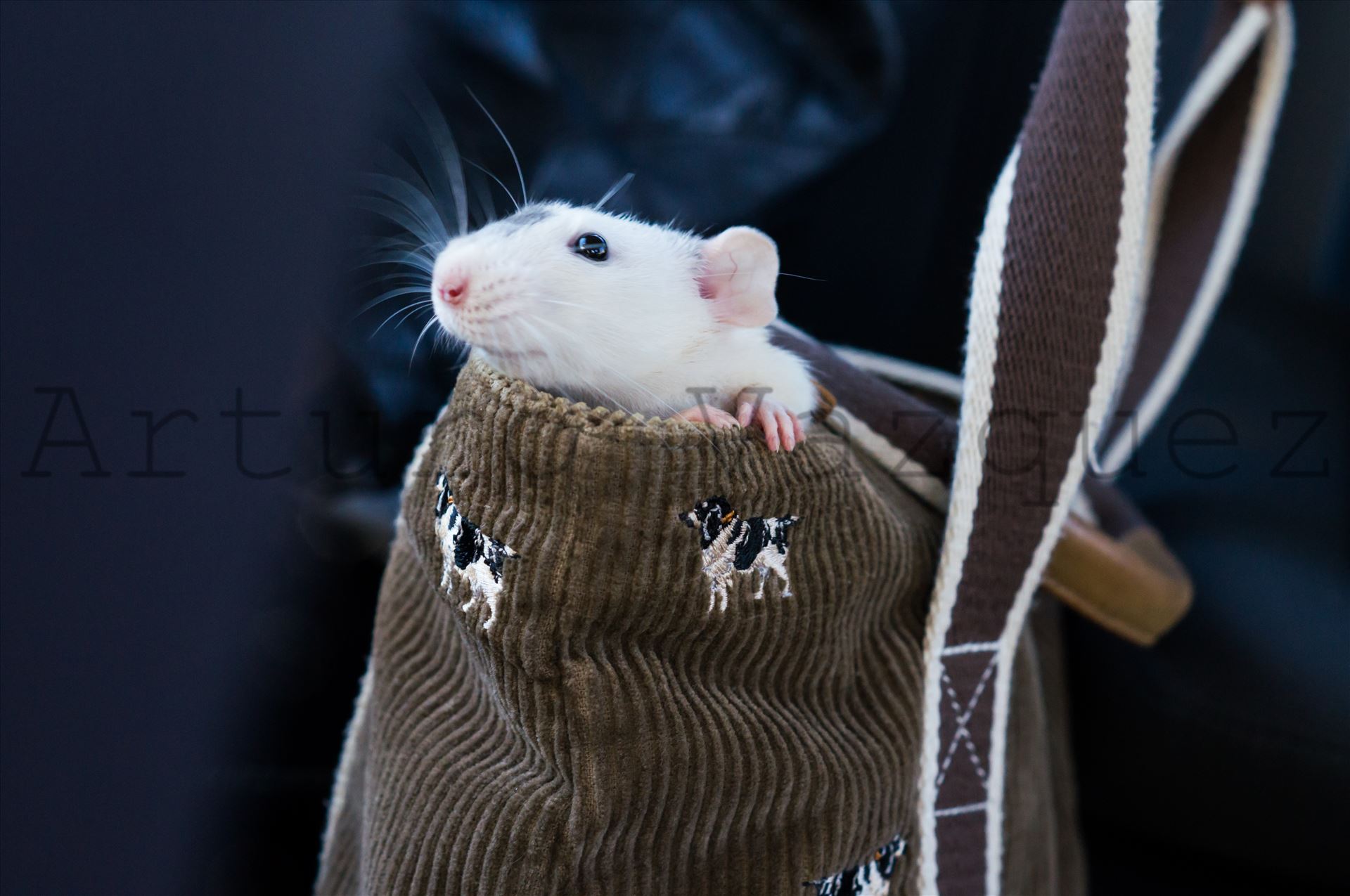 Rat in purse -  by ArturoVazquez
