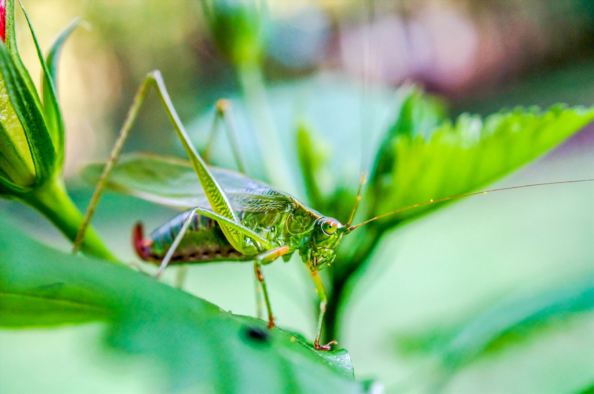 Grasshopper on leaf.jpg -  by ArturoVazquez