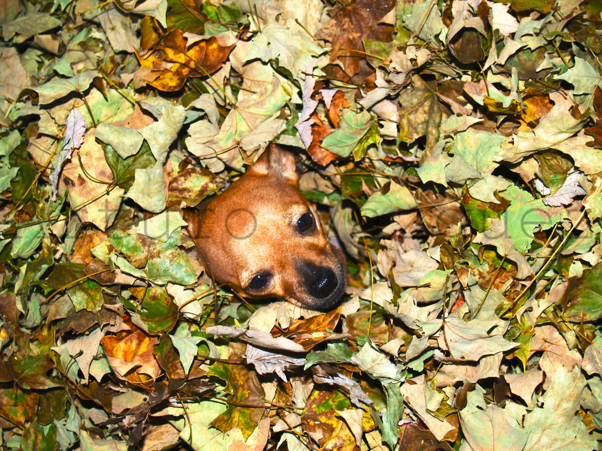 Chihuahua Dog in Autumn Leaves -  by ArturoVazquez