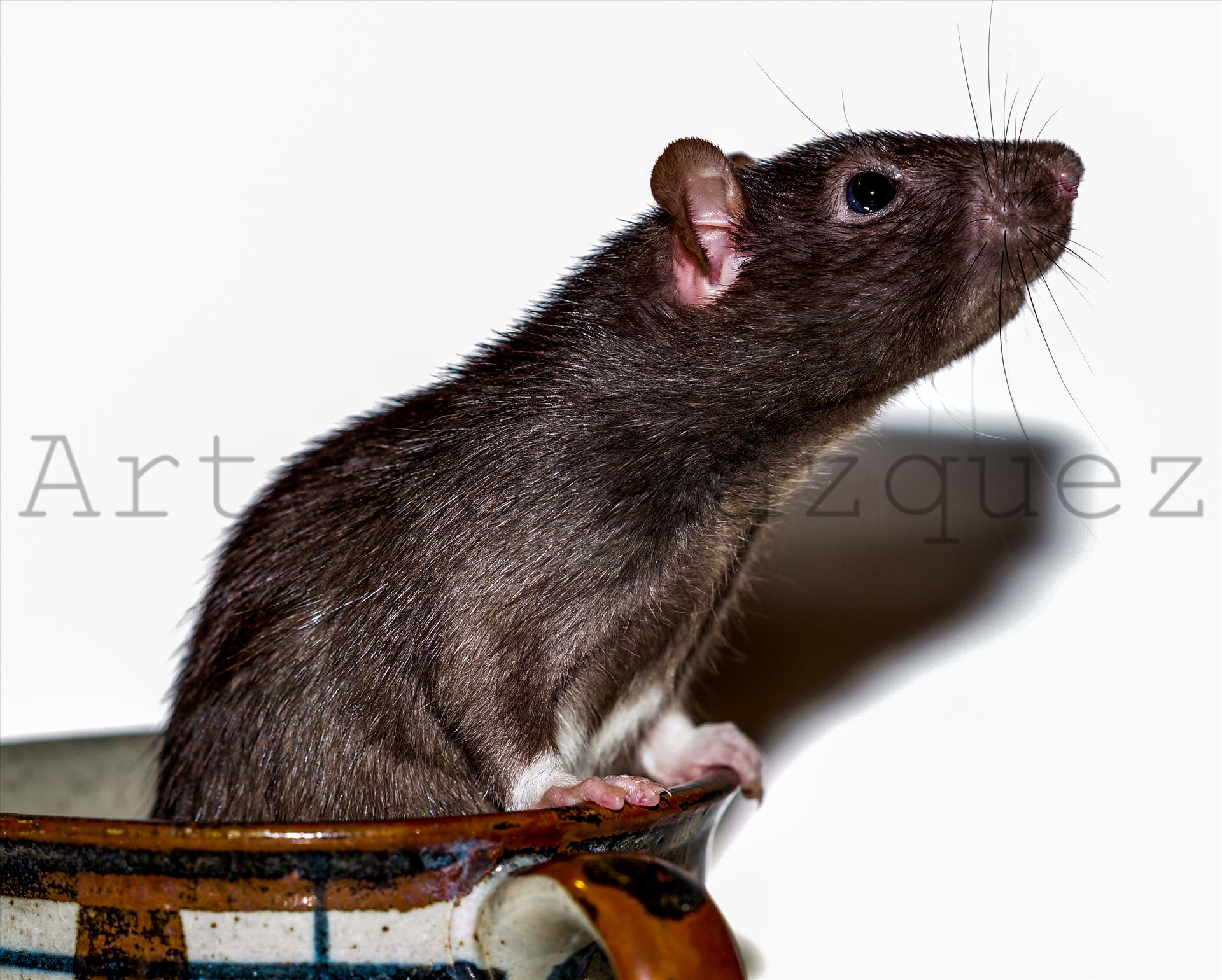 Rat Looking Up From Inside Mug -  by ArturoVazquez