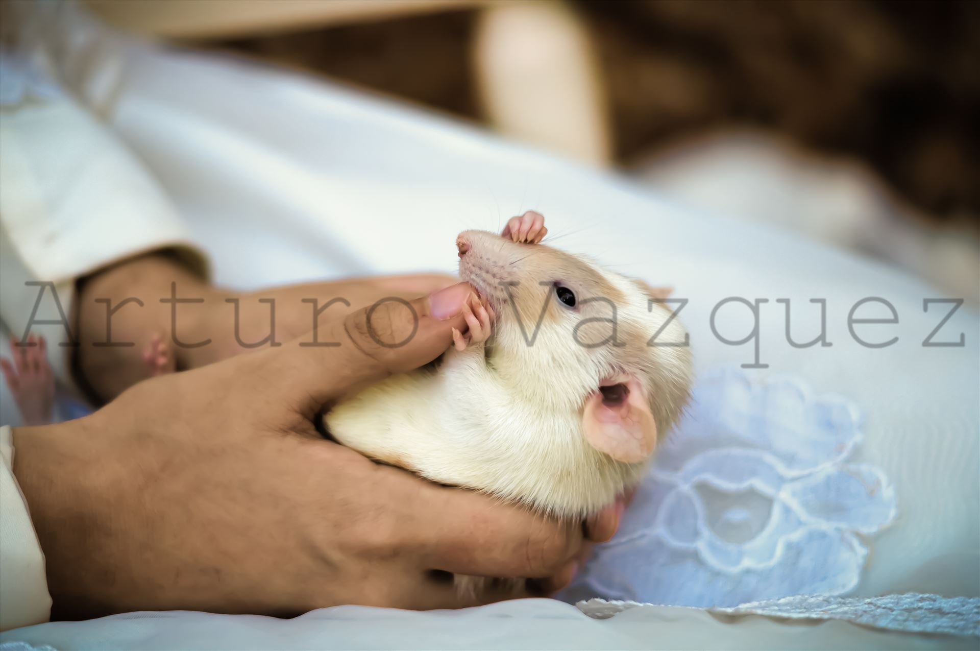 Rat in hand -  by ArturoVazquez