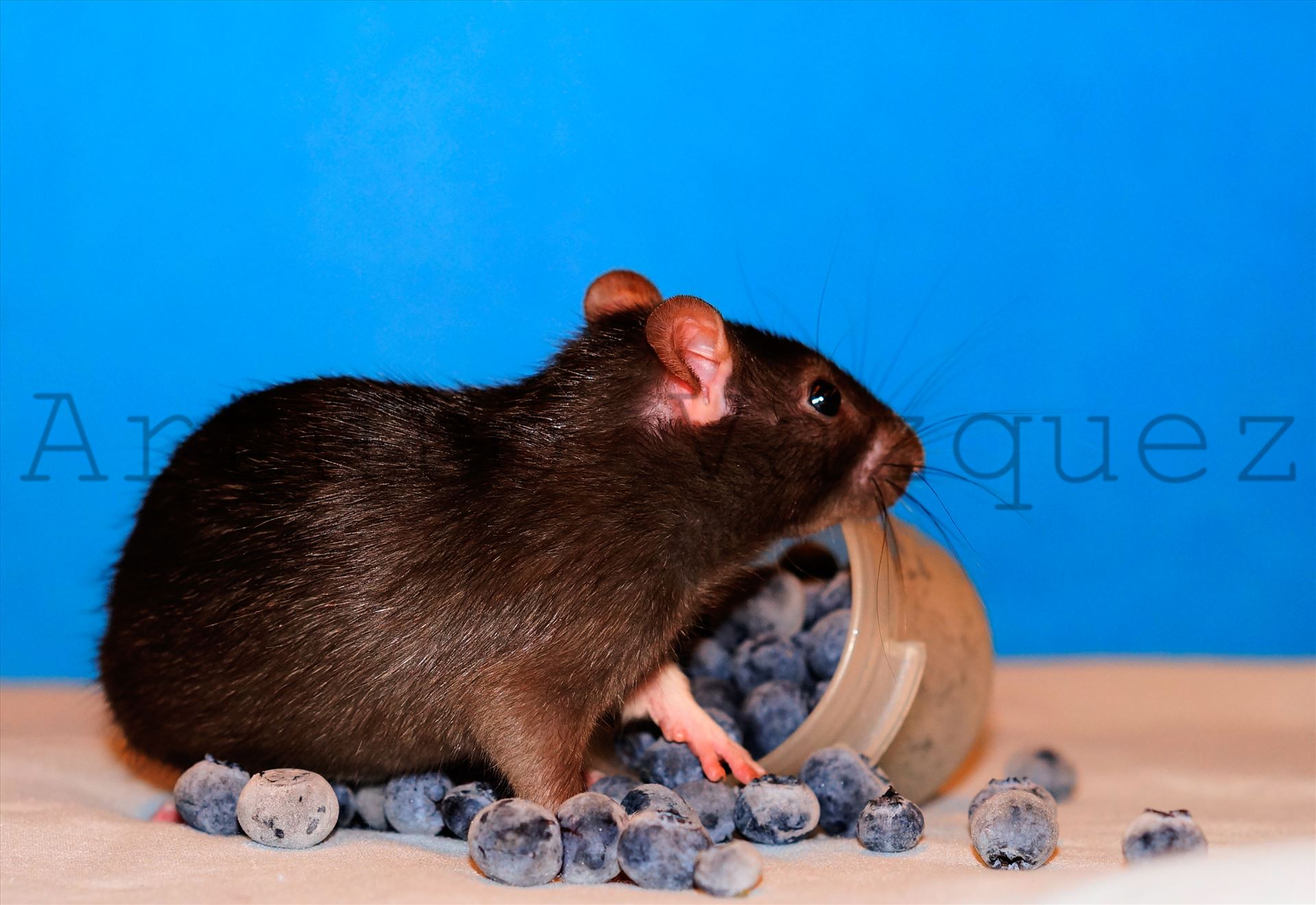 Baby rat in blueberries -  by ArturoVazquez