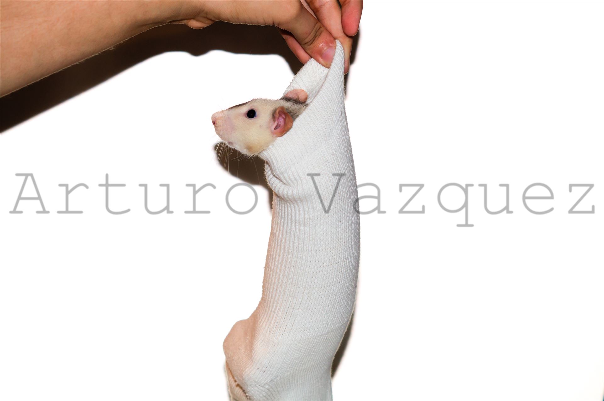 Rat in sock -  by ArturoVazquez