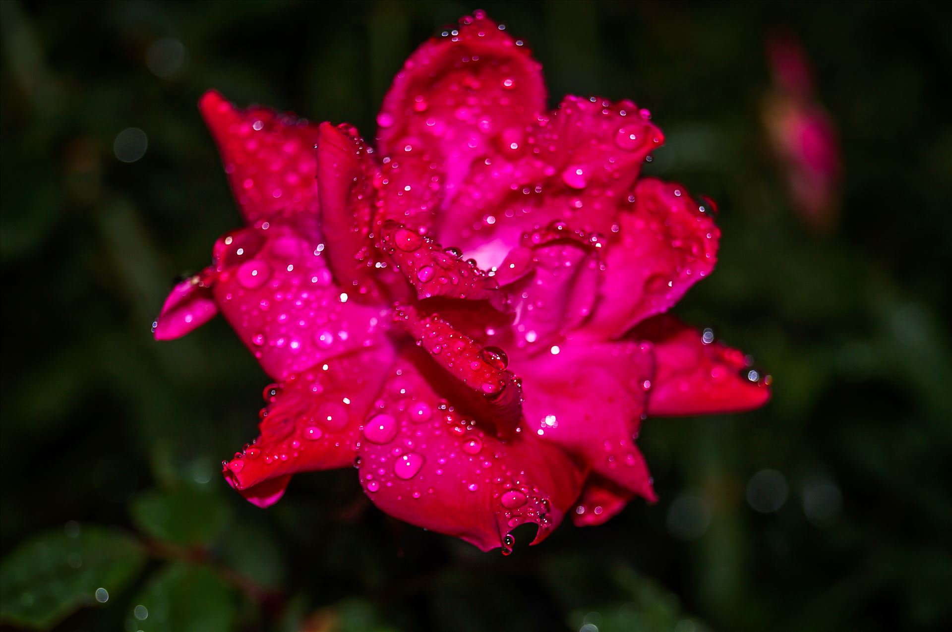 Raindrops on Pink Summer Flower Bloom.jpg -  by ArturoVazquez