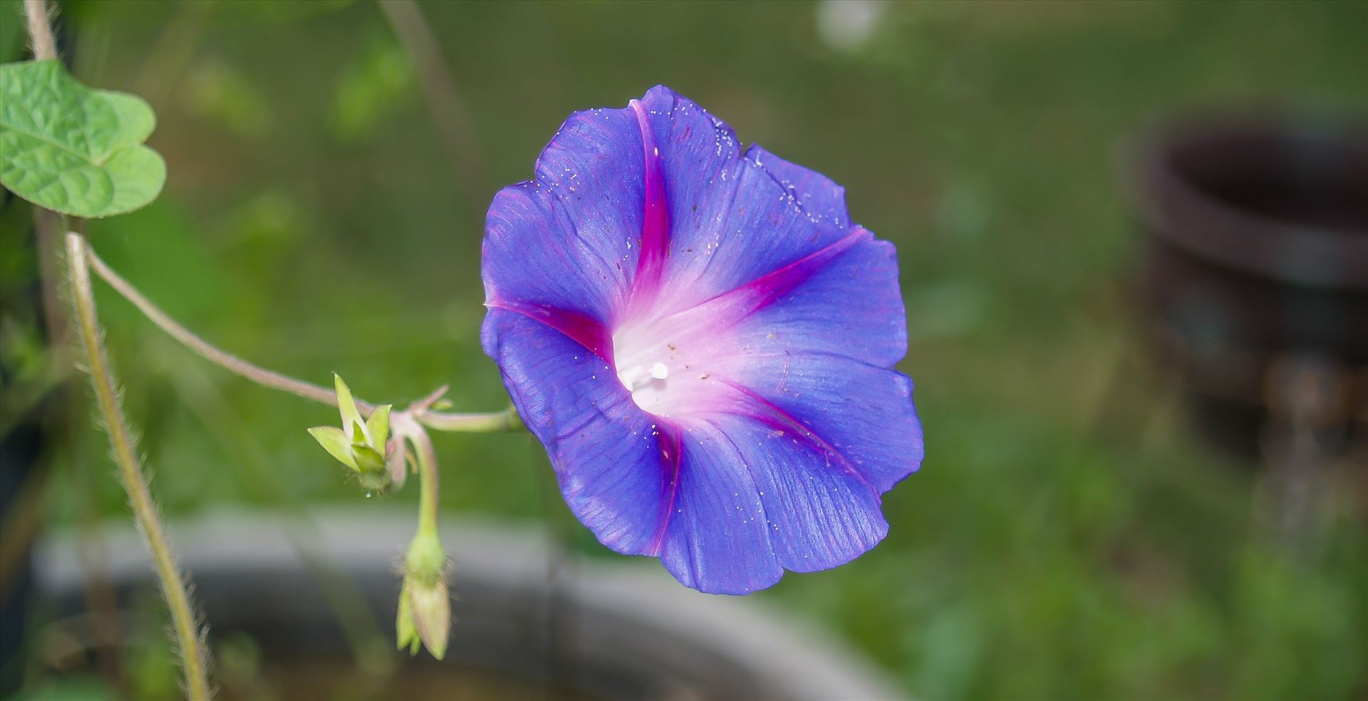 Lone Purple Flower.jpg -  by ArturoVazquez