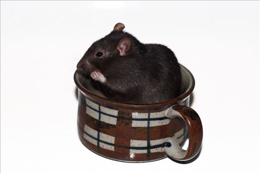 Teacup Rat - 