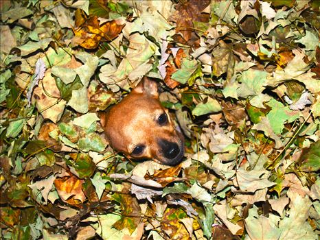 Chihuahua Dog in Autumn Leaves - 