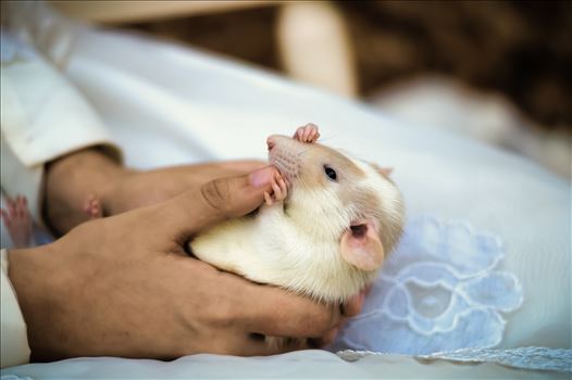 Rat in hand - 