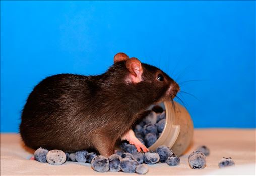 Baby rat in blueberries - 