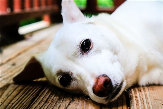 Close up of dog laying on porch - 